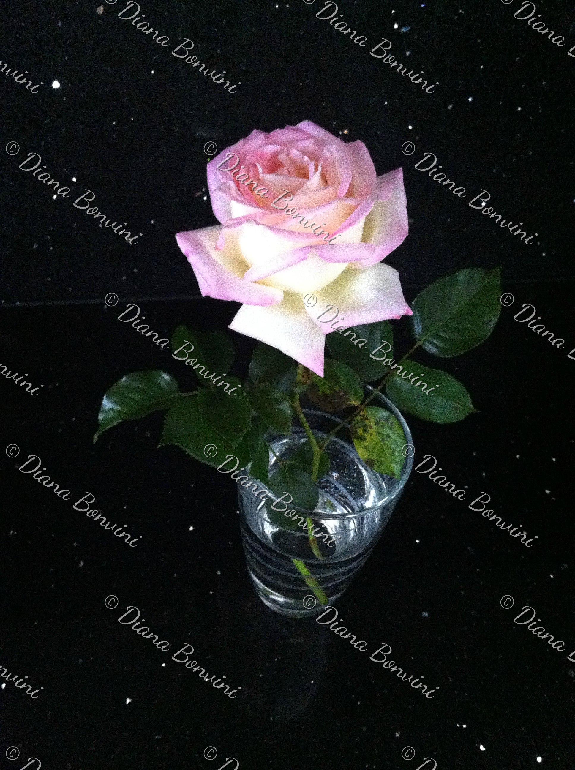 Diana Bonvini - Writer and Artist